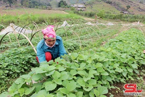 Phù Yên phát triển vùng trồng cây gai xanh 