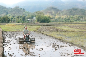 Sơn La vào vụ gieo cấy lúa xuân