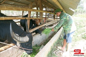 Mường Cơi nhân rộng mô hình nuôi trâu, bò nhốt chuồng