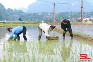 Vụ lúa xuân ở Quỳnh Nhai