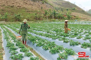 Nông dân Phiêng Khoài chung tay xây dựng nông thôn mới