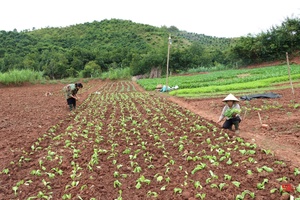 Nông dân Yên Châu sản xuất rau vụ đông