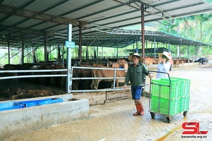 Sông Mã chủ động bảo vệ đàn vật nuôi