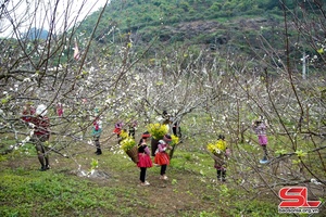 Mùa hoa mận trên cao nguyên