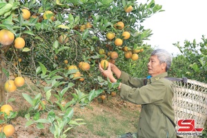 Vùng cây ăn quả vào vụ tết