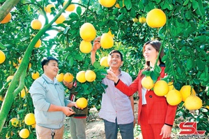 Bức tranh kinh tế sôi động