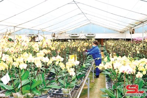 Hướng đến trung tâm ứng dụng công nghệ cao