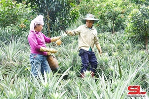 Hình thành vùng nguyên liệu cho nhà máy chế biến