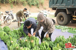 Tú Nang chuyển đổi cơ cấu cây trồng, vật nuôi
