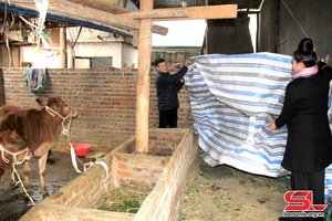 Thuận Châu chủ động phòng, chống đói rét cho đàn gia súc