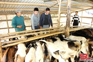 Bắc Yên tập trung phát triển đàn gia súc
