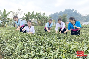 Nhịp sống trên những bản TĐC ở Thuận Châu
