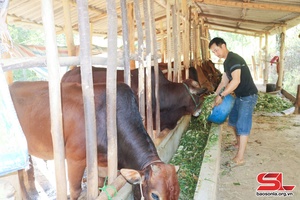 Pu Luông phát triển chăn nuôi theo hướng hàng hóa