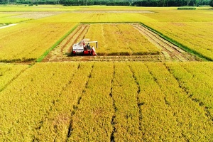 Nâng cao chất lượng gạo xuất khẩu
