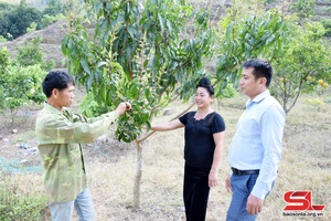 Tạ Bú chuyển hướng sản xuất hiệu quả