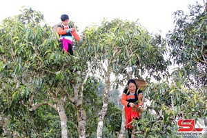 Đặc sản chè cổ thụ hàng trăm năm tuổi ở bản Bẹ