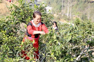 Nhân rộng điển hình tiên tiến gắn với biểu dương người tốt, việc tốt