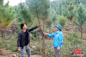 Trồng cây để thành rừng