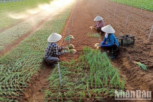 Xây dựng nông thôn mới
