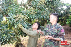 Chăm sóc nhãn thời kỳ đậu quả