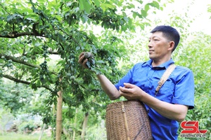 Tỷ phú mận hậu trên cao nguyên