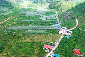 Du lịch nông nghiệp trên cao nguyên Mộc Châu