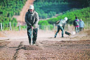 Giá nông sản, năng lượng hồi phục mạnh
