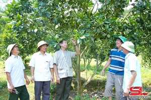 Nông dân Sơn La phát triển nông nghiệp bền vững gắn với chuyển đổi số