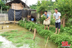 Chiềng La phát triển nghề nuôi cá thương phẩm