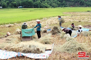 Khẩn trương thu hoạch lúa xuân, sản xuất vụ mùa