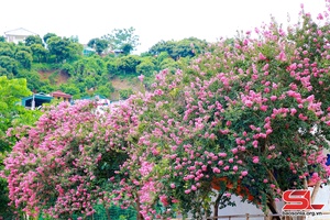 Mùa hoa tường vi khoe sắc