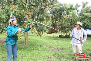 Sông Mã vào vụ thu hoạch nhãn