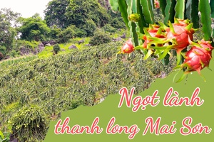 Ngọt lành thanh long Mai Sơn