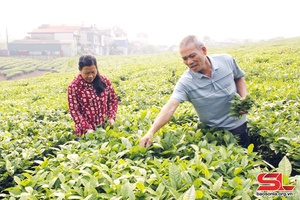 Lựa chọn đúng, trúng khâu đột phá