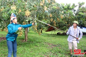 Xây dựng vùng cây ăn quả chất lượng cao