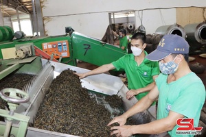 Thuận Châu nâng cao giá trị sản phẩm nông sản địa phương
