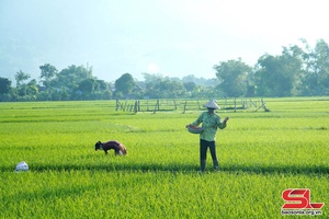 Đảm bảo vụ mùa đạt năng suất, chất lượng