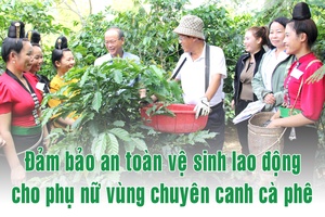 Đảm bảo an toàn vệ sinh lao động cho phụ nữ vùng chuyên canh cà phê