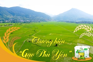 Thương hiệu “Gạo Phù Yên”