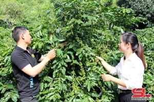 Hua La phát triển vùng cà phê chất lượng cao