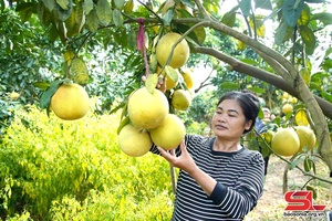 Điểm tựa cho nông dân phát triển cây ăn quả 