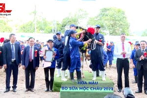 Sôi động Hội thi “Hoa hậu” bò sữa Mộc Châu năm 2023