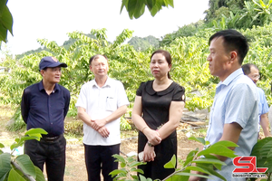 Đoàn công tác Ban Thi đua – Khen thưởng Trung ương giám sát tại huyện Mai Sơn