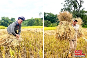 Nông dân Yên Châu thu hoạch lúa mùa