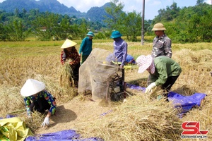 Dẻo thơm gạo nếp Mắc Đươi