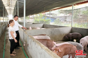 Phù Yên chủ động phòng, chống đói, rét cho đàn vật nuôi