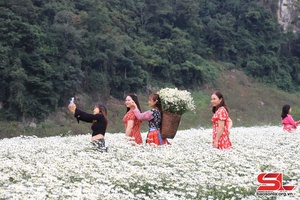 Sắc hoa trên cao nguyên Mộc Châu