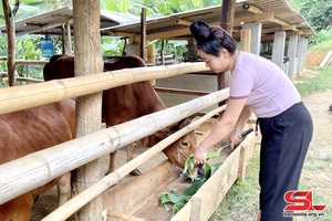 Chủ động bảo vệ đàn vật nuôi trong mùa đông