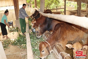Thuận Châu phòng, chống rét cho đại gia súc