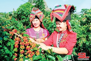 Arabica Sơn La – Hương vị của núi rừng Tây Bắc